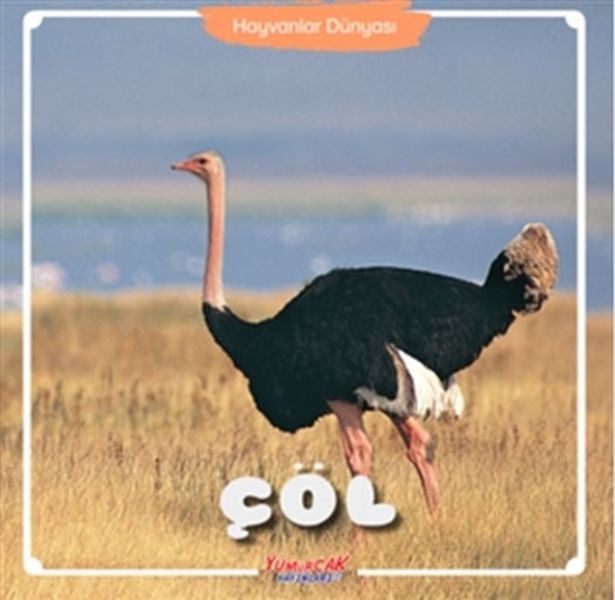 Hayvanlar Dünyası Çöl